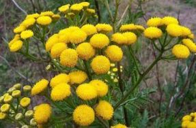L'ennemi de Tansy