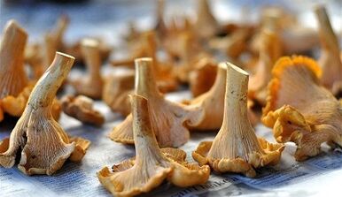 Baillelos Champignons pour éliminer les parasites du corps