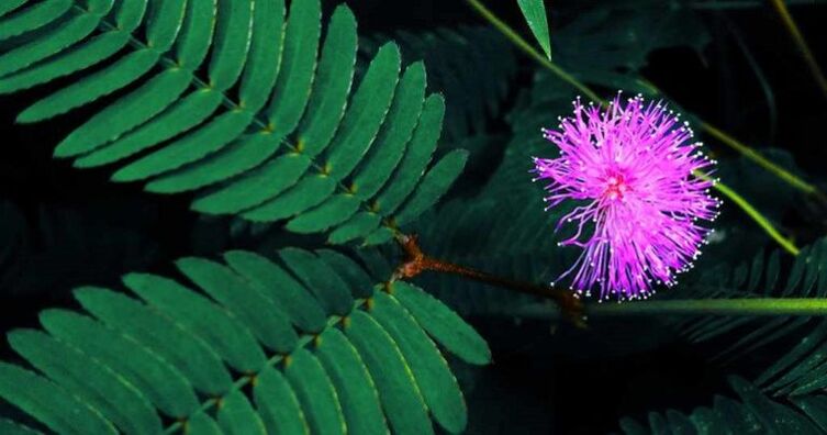 Les graines de Mimosa pudica aident à éliminer les parasites du corps. 