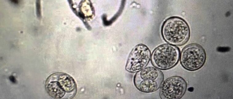 cellules parasites protozoaires