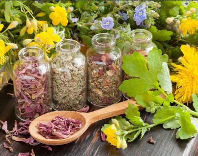 Herbes antiparasitaires pour se débarrasser des vers. 